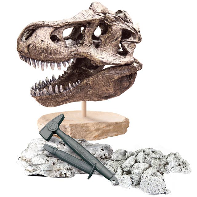 T-Rex Giant Skull